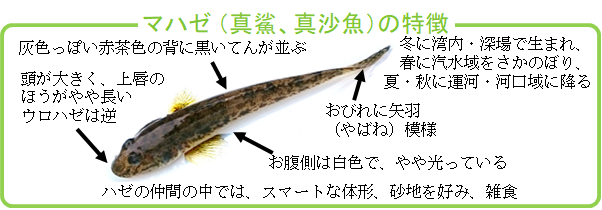 東京湾湾奥部の生物生息環境調査 水産に関する普及啓発事業 一般財団法人 東京水産振興会